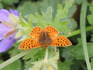 Kafkas Meneke Kelebei (Boloria caucasica)