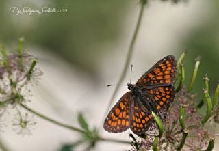 Amannisa (Melitaea athalia)