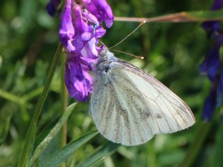 Yalanc Beyazmelek (Pieris pseudorapae)