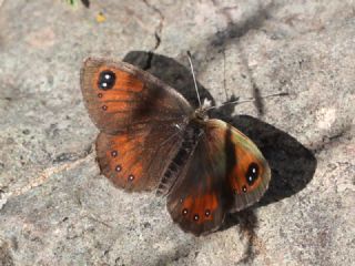 Kafkas Gzelesmeri (Erebia graucasica )