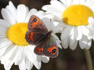 Kafkas Gzelesmeri (Erebia graucasica )