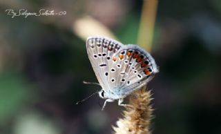 okgzl Mavi (Polyommatus icarus)