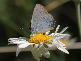 Mavi Sevbeni (Satyrium armenum)