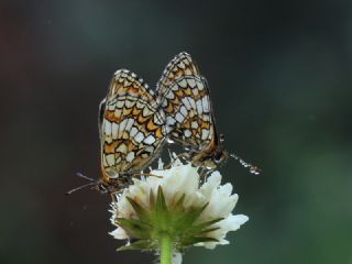 Kafkasyal Amannisa (Mellicta  caucasogenita)