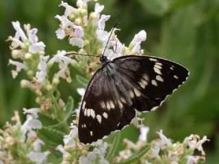 Kara Melike (Melanargia syriaca)