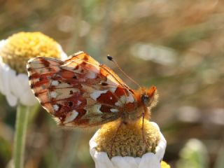 Balkan Meneke Kelebei (Boloria graeca)