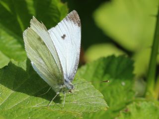 Kk Beyazmelek (Pieris rapae)