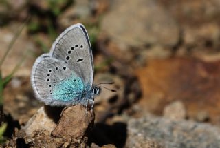 okgzl Rus Mavisi (Polyommatus coelestina)