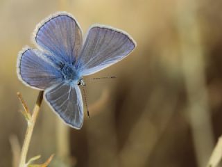 okgzl Meneke Mavisi (Polyommatus thersites)