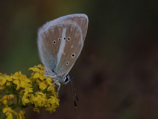 okgzl Damon Mavisi (Polyommatus damon)