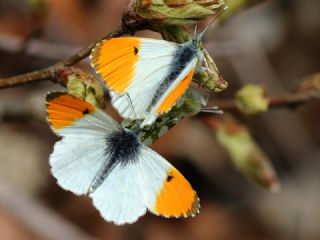 Turuncu Ssl (Anthocharis cardamines)