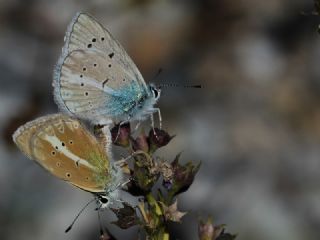 okgzl Ar Mavisi (Polyommatus vanensis)