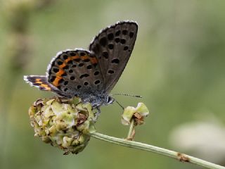 Bavius Mavisi (Pseudophilotes bavius)