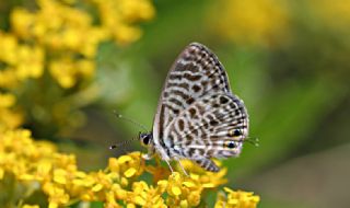 Mavi Zebra (Leptotes pirithous)