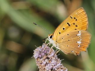 Orman Bakr Gzeli (Lycaena virgaureae)