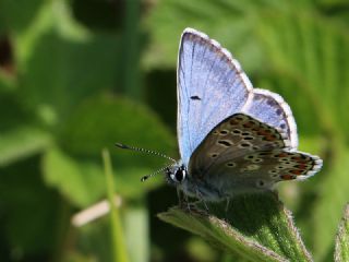 okgzl Balkan Mavisi (Aricia anteros )