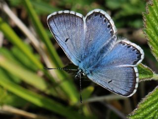 okgzl Balkan Mavisi (Aricia anteros )