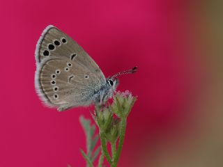 Anadolu Karagz Mavisi (Glaucopsyche astraea)