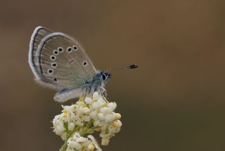 Anadolu Karagz Mavisi (Glaucopsyche astraea)