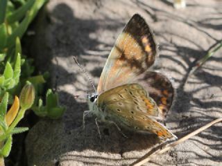 okgzl Mavi (Polyommatus icarus)