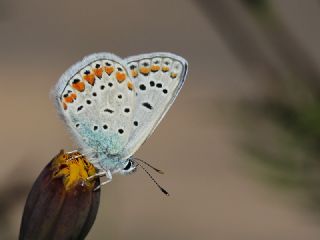 okgzl Mavi (Polyommatus icarus)