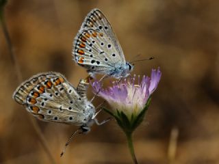 okgzl Mavi (Polyommatus icarus)