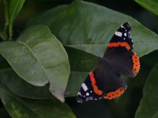 Atalanta (Vanessa atalanta)