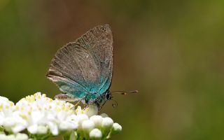 Zmrt (Callophrys rubi)