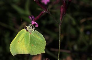 Kleopatra (Gonepteryx cleopatra)