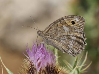 Turan Yalanccads (Pseudochazara telephassa)