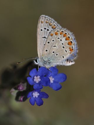 okgzl Mavi (Polyommatus icarus)