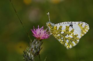 Da Oykls (Euchloe ausonia)