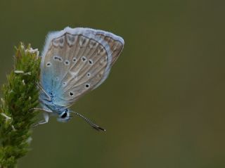 okgzl Dafnis (Polyommatus daphnis)