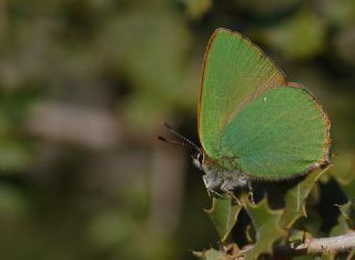 Zmrt (Callophrys rubi)