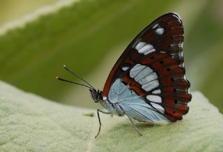 Akdeniz Hanmeli Kelebei (Limenitis reducta)