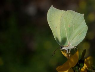 Orakkanat (Gonepteryx rhamni)