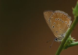 Anormal okgzl (Polyommatus admetus)