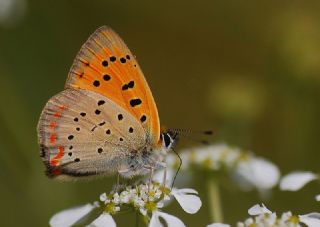 Osmanl Atei (Lycaena ottomanus)