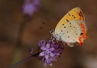 Osmanl Atei (Lycaena ottomanus)