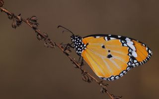 Sultan (Danaus chrysippus)