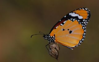 Sultan (Danaus chrysippus)