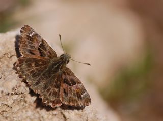 Hatmi Zpzp (Carcharodus alceae)