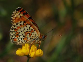 Cezayirli parhan (Melitaea ornata)