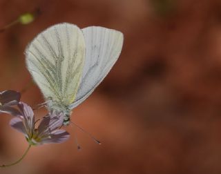 Yalanc Beyazmelek (Pieris pseudorapae)