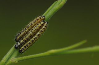 Byk Beyazmelek  (Pieris brassicae)