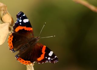 Atalanta (Vanessa atalanta)