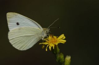 Kk Beyazmelek (Pieris rapae)