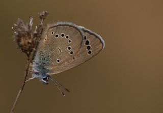 Anadolu Karagz Mavisi (Glaucopsyche astraea)