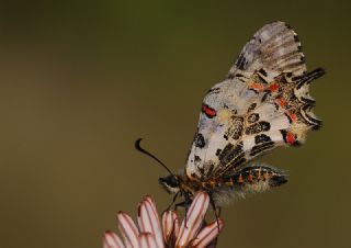 Orman Fistosu (Allancastria  cerisyi)