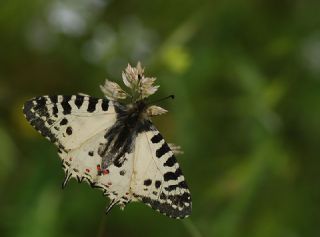 Orman Fistosu (Allancastria  cerisyi)